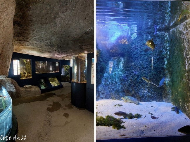 Aquarium marin en Côtes-d'Armor