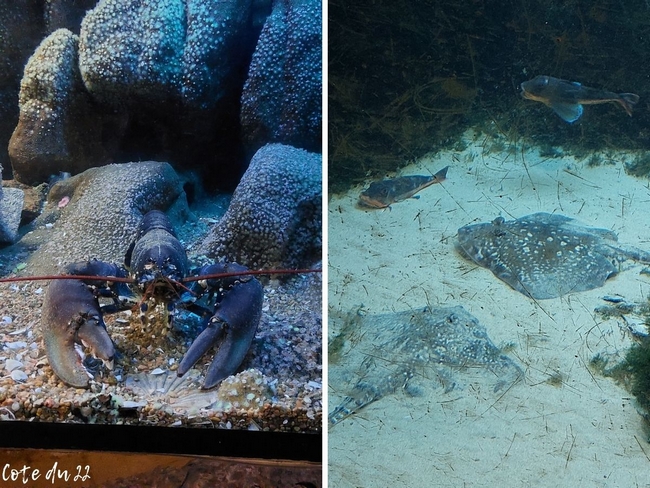 Visiter l'aquarium marin de Trégastel